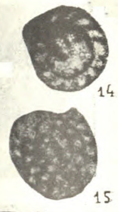 Nanicella fragilis Lipina, 1951 Nanicella fragilis Lipina, 1951