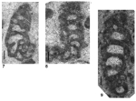 Spinoendotebanella lehrmanni Altıner & Payne in Altıner, Payne, Lehrmann, Özkan-Altıner, Kelley, Summers & Yu, 2021