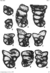 Sengoerina argandi Altiner, 1999