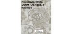 Plectogyra inflata Zeller, 1957