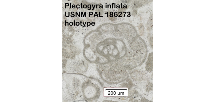 Plectogyra inflata Zeller, 1957 Plectogyra inflata Zeller, 1957
