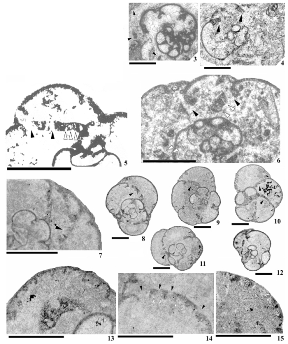 Parajanischewskina brigantiensis Cózar & Somerville, 2006 Parajanischewskina brigantiensis Cózar & Somerville, 2006