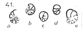 Globivalvulina bristolensis Reichel, 1946 Globivalvulina bristolensis Reichel, 1946