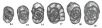 Praeostaffellina macdonaldensis Cózar, Somerville & Burgess, 2008