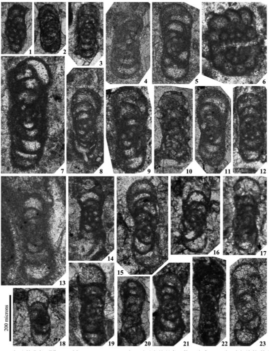 Endostaffellopsis umbilicata Cózar, Somerville, Sanz-López & Blanco-Ferrera, 2016 Endostaffellopsis umbilicata Cózar, Somerville, Sanz-López & Blanco-Ferrera, 2016