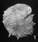 Elphidium cavispinum Di Geronimo, 1973