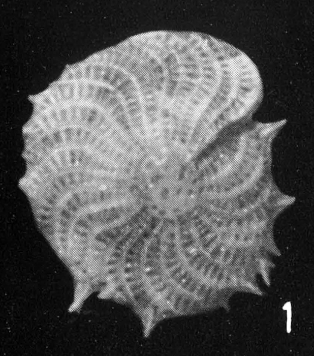 Elphidium cavispinum Di Geronimo, 1973 Elphidium cavispinum Di Geronimo, 1973