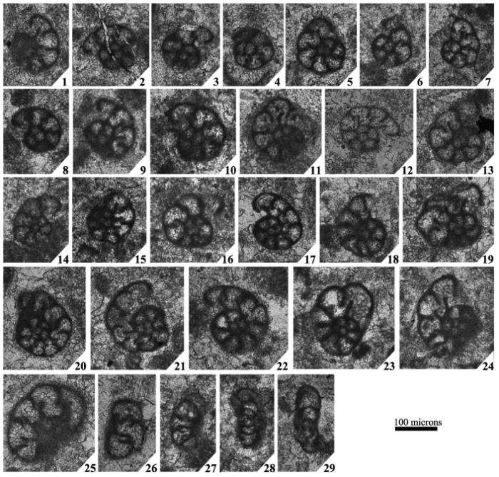 Vachardites spinosus Cózar, Somerville, Sanz-López & Blanco-Ferrera, 2016 Vachardites spinosus Cózar, Somerville, Sanz-López & Blanco-Ferrera, 2016