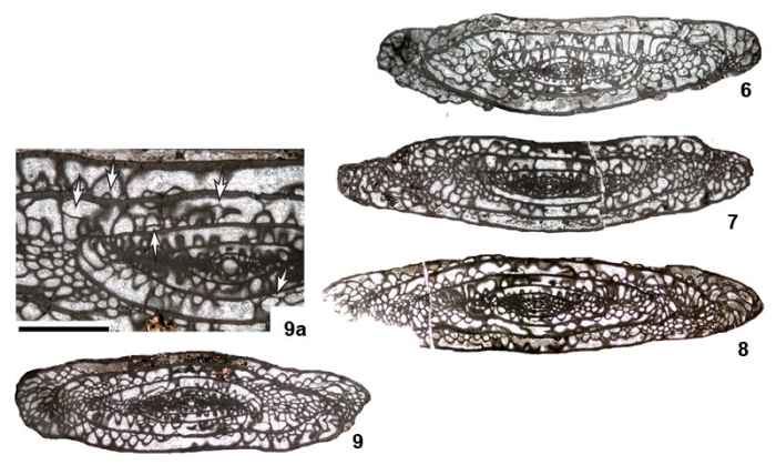 Perigondwania aghanabatii Davydov & Arefifard, 2007 Perigondwania aghanabatii Davydov & Arefifard, 2007