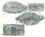 Paraschwagerina archaica Leven & Shcherbovich, 1978, author: Le Coze, Franis