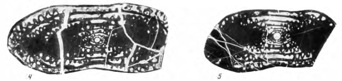 Parafusulina postkraffti Leven, 1967