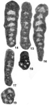 Vachardella longiuscula Nestell & Nestell, 2006