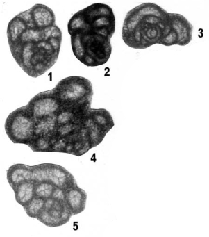 Tansillites anfractuosus Nestell & Nestell, 2006