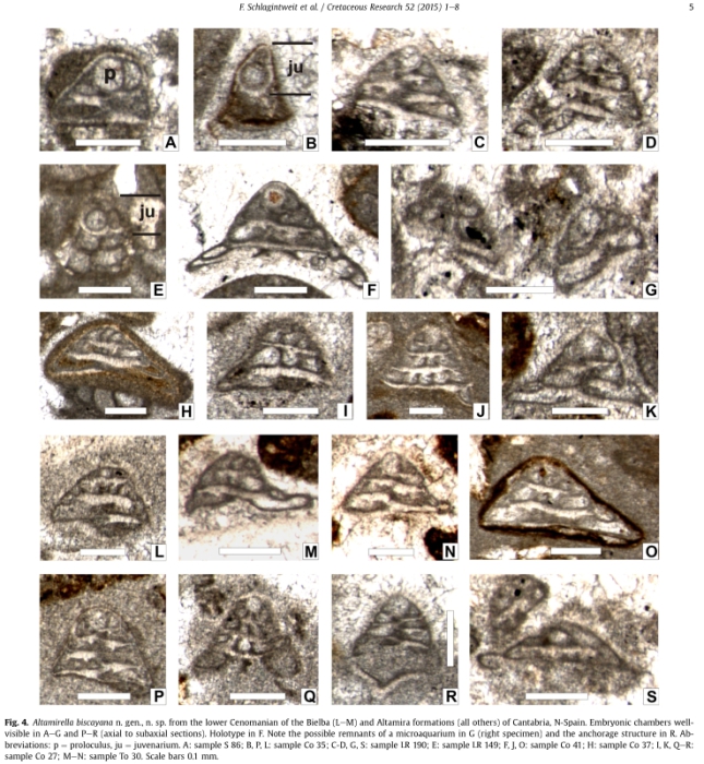 Altamirella biscayana Schlagintweit, Rigaud & Wilmsen, 2015 Altamirella biscayana Schlagintweit, Rigaud & Wilmsen, 2015