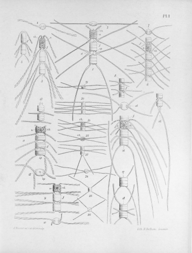 Meunier (1913, pl. 1)