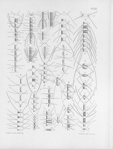 Meunier (1913, pl. 3) Meunier (1913, pl. 3)