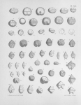 Meunier, A. (1919). Microplankton de la Mer Flamande: 3. Les Péridiniens. Mémoires du Musée Royal d'Histoire Naturelle de Belgique = Verhandelingen van het Koninklijk Natuurhistorisch Museum van België, VIII(1). Hayez, imprimeur de l'Académi