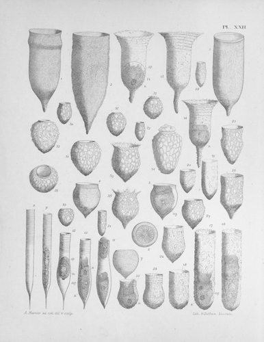 Meunier (1919, pl. 22) Meunier (1919, pl. 22)