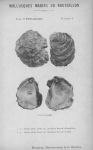 Bucquoy, E.; Dautzenberg, Ph.; Dollfus, G. (1887). Les Mollusques marins du Roussillon: 2. Pélécypodes avec atlas de 99 planches en phototypie. J.-B. Baillière & Fils: Paris, France. 2 vols: 884, 99 plates pp.