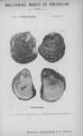 Bucquoy, E.; Dautzenberg, Ph.; Dollfus, G. (1887). Les Mollusques marins du Roussillon: 2. Pélécypodes avec atlas de 99 planches en phototypie. J.-B. Baillière & Fils: Paris, France. 2 vols: 884, 99 plates pp.