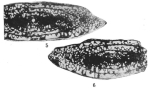 Pseudofusulina kossovoii Alekseeva & Polozova in Kalmykova et al., 1972