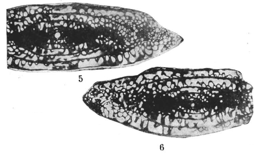 Pseudofusulina kossovoii Alekseeva & Polozova in Kalmykova et al., 1972 Pseudofusulina kossovoii Alekseeva & Polozova in Kalmykova et al., 1972