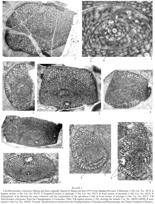 Dilatofusulina orthogonios (Sheng & Sun, 1975) Dilatofusulina orthogonios (Sheng & Sun, 1975)