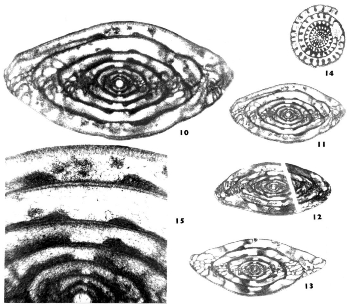 Anulofusulinella prima Wilde, 2006 Anulofusulinella prima Wilde, 2006