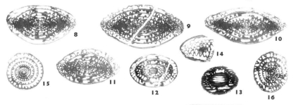 Nagatodarvasiella hidalgoensis Wilde, 2006, author: Le Coze, François