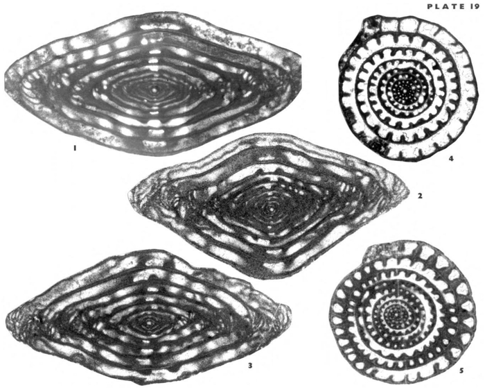 Zellerella hidalgoensis Wilde, 2006 Zellerella hidalgoensis Wilde, 2006