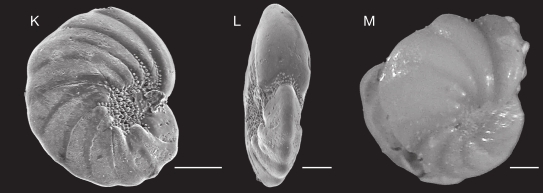 Nonion boueanum (d'Orbigny, 1846)