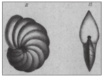 Chromista - Foraminifera (foraminifers)