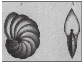 Nonionina boueana d'Orbigny, 1846