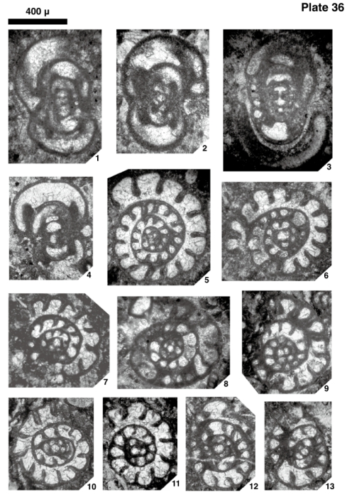 Endothyranopsis (Eosinopsis) solida Hance, Hou & Vachard, 2011 Endothyranopsis (Eosinopsis) solida Hance, Hou & Vachard, 2011
