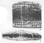 Minojapanella (Neimonggolina) fusiformis Xia, 1983