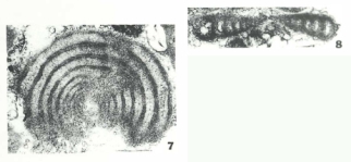 Ammodiscus multivolutus Reitlinger, 1949, author: Le Coze, Fran&ccedil;ois