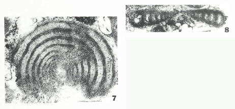 Ammodiscus multivolutus Reitlinger, 1949 Ammodiscus multivolutus Reitlinger, 1949