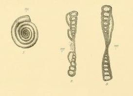 Ammodiscus (Hemidiscus) carnicus Schellwien, 1898 Ammodiscus (Hemidiscus) carnicus Schellwien, 1898