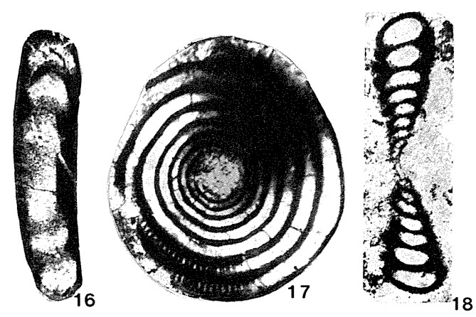 Eolasiodiscus donbassicus Reitlinger, 1956 Eolasiodiscus donbassicus Reitlinger, 1956