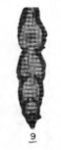 Darjella parvula Bozorgnia, 1973