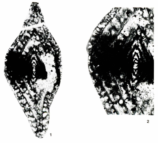 Baudiella stampflii Altiner & Özkan Altiner, 1998