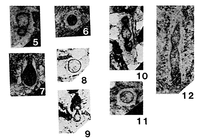 Tezaquina clivuli Vachard, 1980 Tezaquina clivuli Vachard, 1980