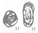 Septagathammina hubeiensis Lin, 1984