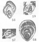 Xintania obesa Lin, 1984