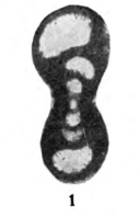 Endothyra evoluta Lebedeva, 1954 Endothyra evoluta Lebedeva, 1954