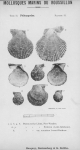 Bucquoy, E.; Dautzenberg, Ph.; Dollfus, G. (1887). Les Mollusques marins du Roussillon: 2. Pélécypodes avec atlas de 99 planches en phototypie. J.-B. Baillière & Fils: Paris, France. 2 vols: 884, 99 plates pp.