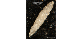 Textularia proboscidea Cushman & Stainbrook, 1943, author: Le Coze, François