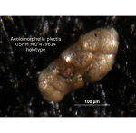 Aeolomorphella plectilis Loeblich & Tappan, 1964