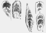 Maichelina consueta Sosnina, 1977