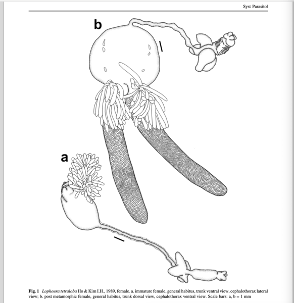 Lophoura tetraloba Lophoura tetraloba